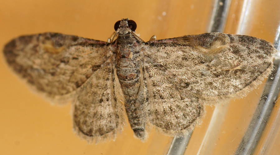 Insigillated Carpet Moth (Chloroclystis insigillata)