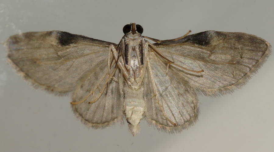 Insigillated Carpet Moth (Chloroclystis insigillata)