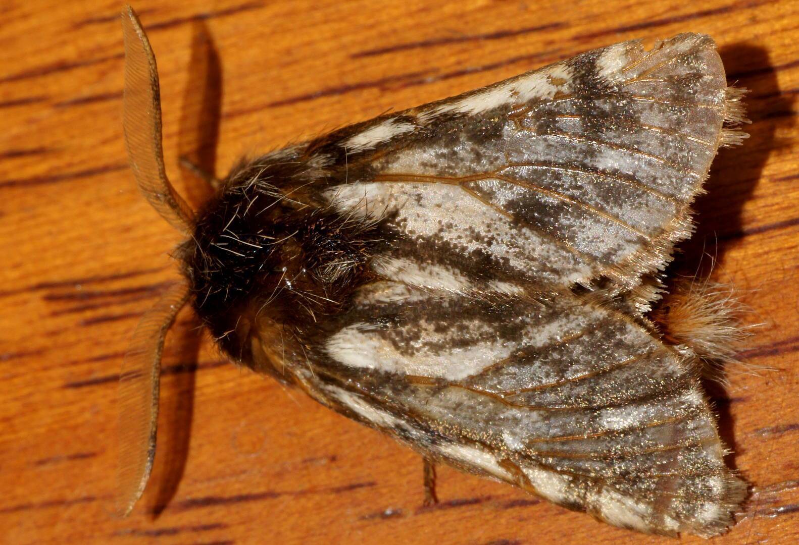 Bag Shelter Moth (Ochrogaster lunifer)