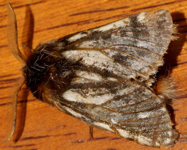 Bag Shelter Moth (Ochrogaster lunifer)