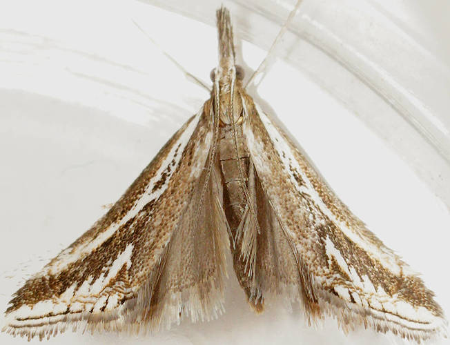 Small-kite Moth (Autarotis milvellus)