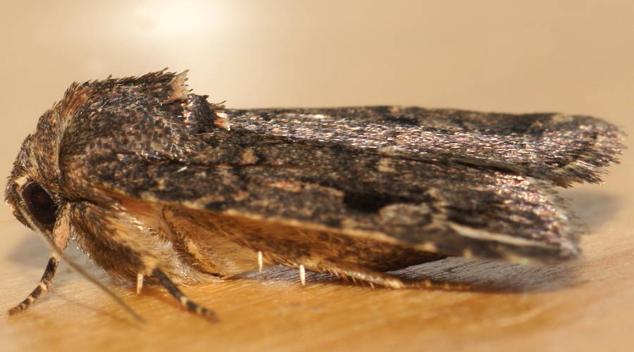 Black Spotted Owlet Moth (Thoracolopha spilocrossa)