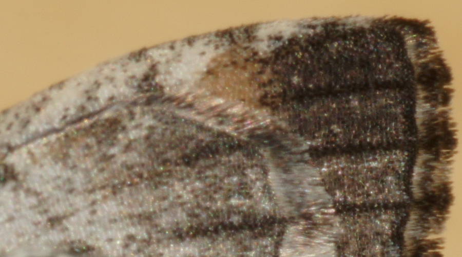 Brown-marbled Geometrid (Lophosticha psorallodes)