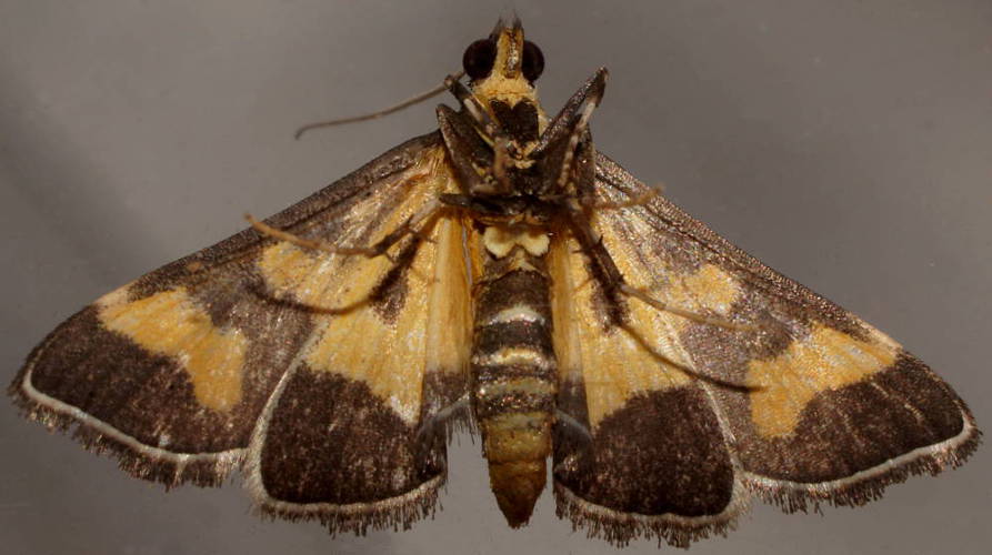 Golden Metallarcha Moth (Metallarcha diplochrysa)