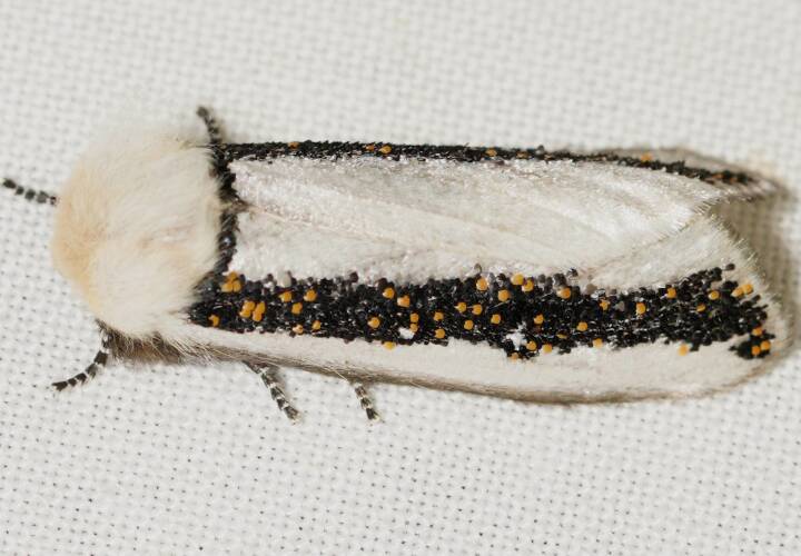 Boisduval's Autumn Moth (Oenosandra boisduvalii)