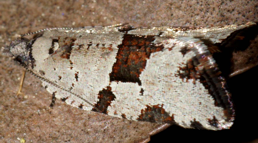 Striking Tortrix Moth (Meritastis pyrosemana)