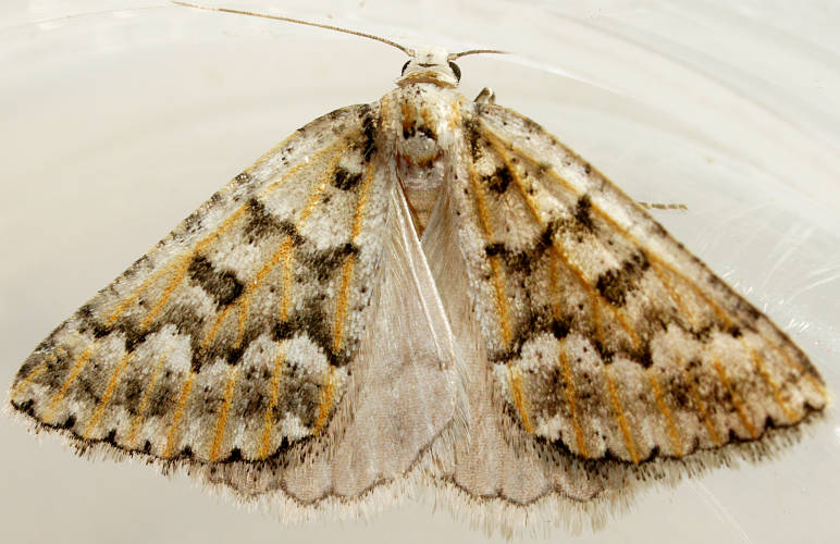 Orange-ribbed Cape-moth (Amelora ANIC17)