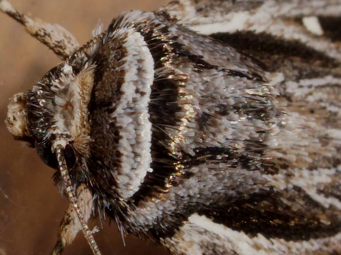 Blunt Noctuid Moth (Proteuxoa chrysospila)