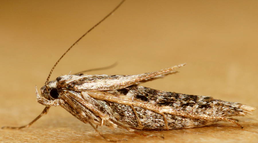 White Ground Moth (Philobota sp ES03)