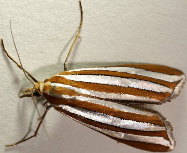 Double-striped Grass Moth (Hednota bivittella)