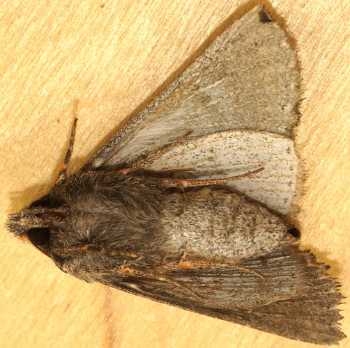 Cryptic Crest Moth (Brachycyttara crypsipyrrha)