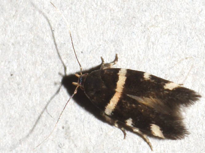 Lined Cosmet Moth (Macrobathra harmostis)