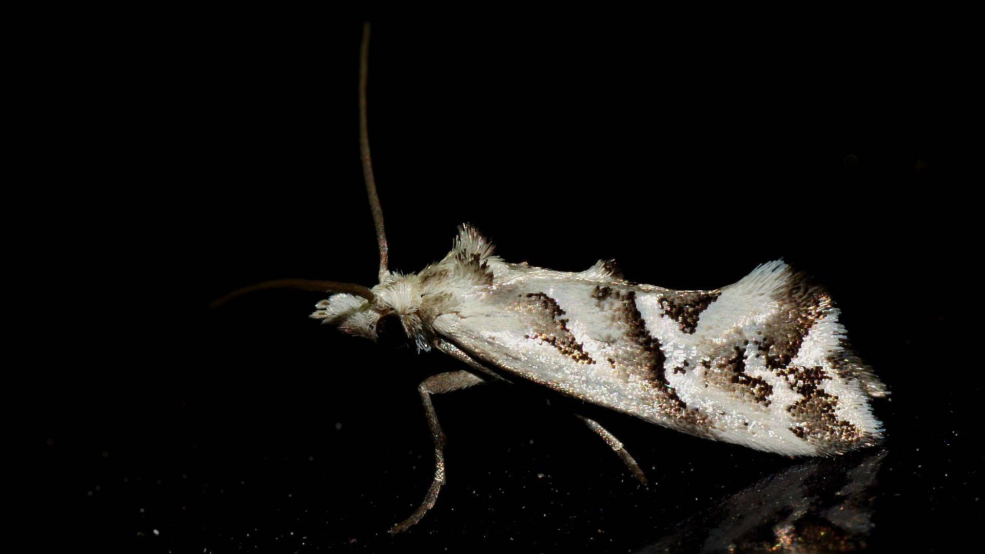 Black & White Tufted Moth (Heliocosma melanotypa)
