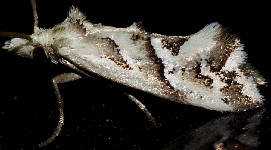 Black & White Tufted Moth (Heliocosma melanotypa)