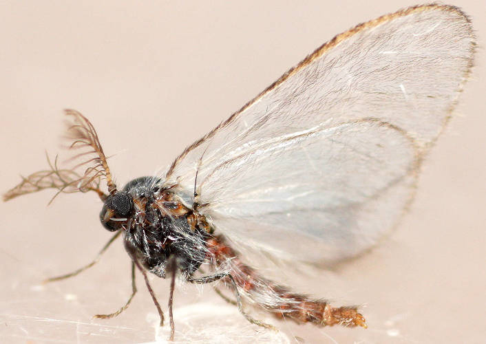 Tiny Case Moth (Psychidae sp ES01)