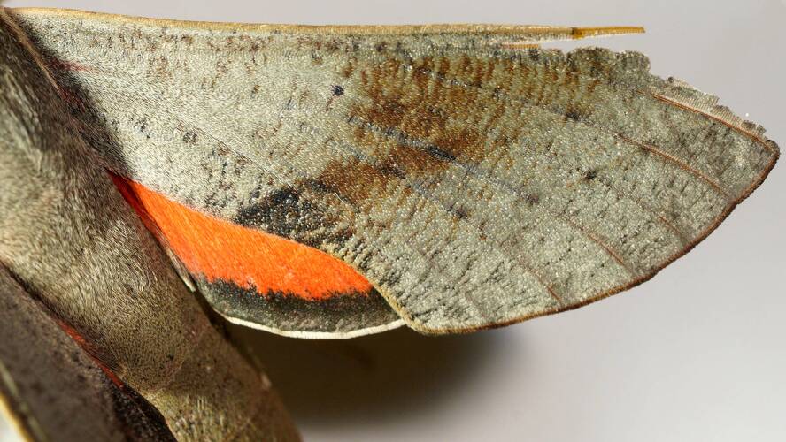 Scrofa Hawk Moth (Hippotion scrofa)