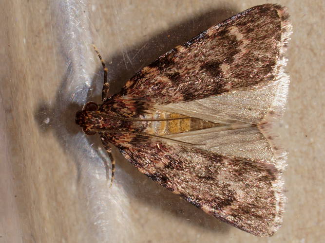One-eyed Moth (Mimaglossa nauplialis)