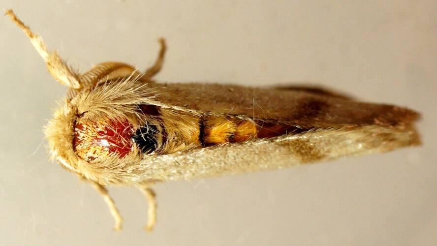 Crescent-marked Tussock Moth (Acyphas pelodes)