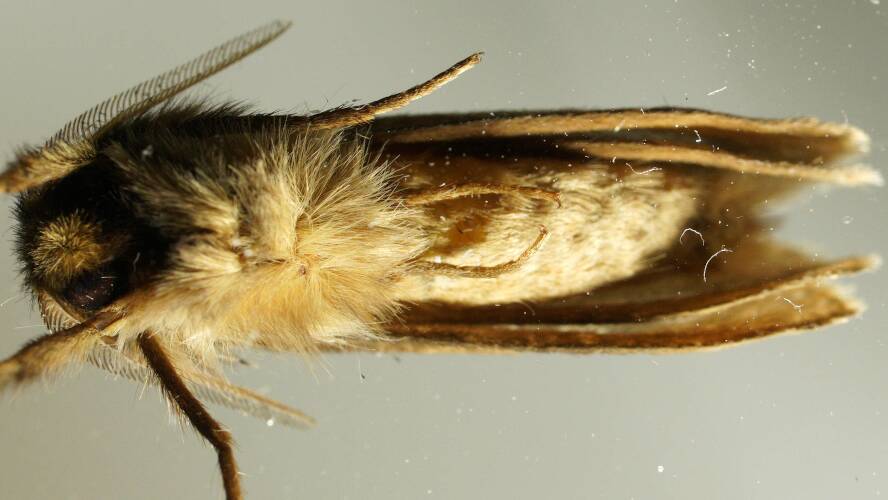 Chequered Ghost Moth (Fraus polyspila)