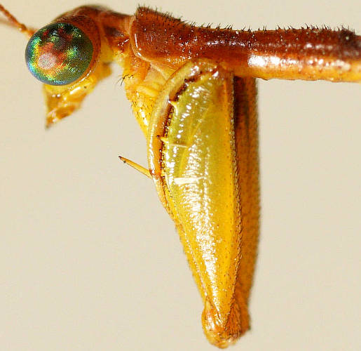 Mantis Lacewing (Campion callosus)