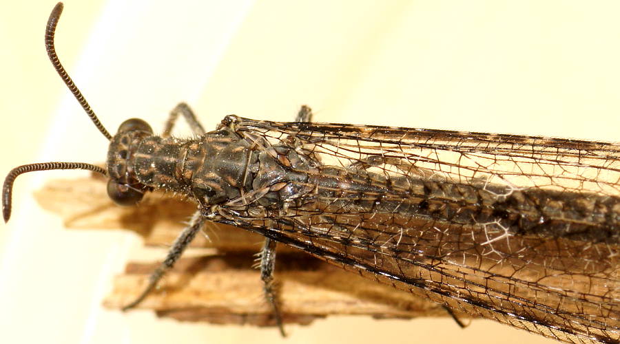 Patched-wing Antlion (Austrogymnocnemia meteorica)