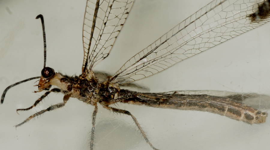Patched-wing Antlion (Austrogymnocnemia meteorica)