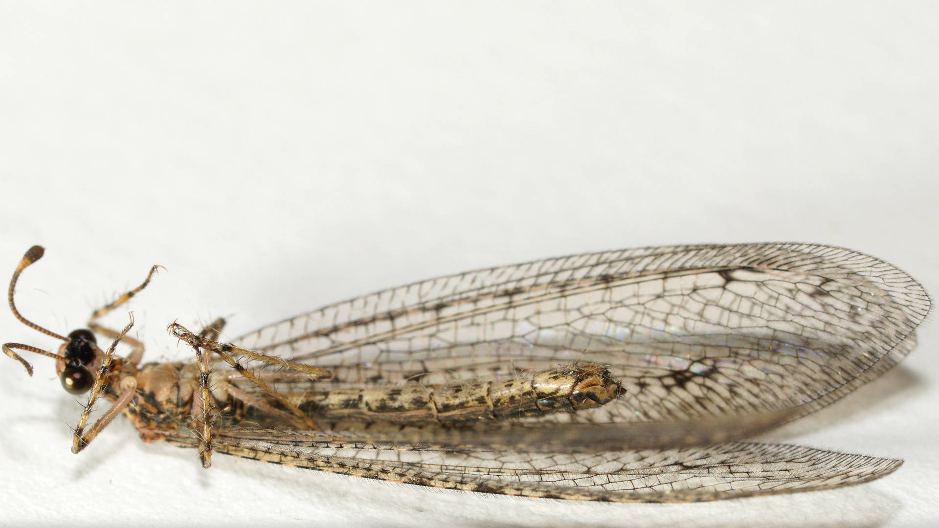Striped-antennae Antlion (Glenoleon osmyloides)