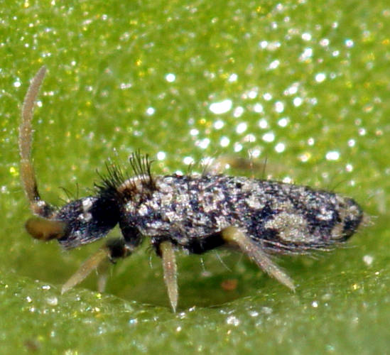 White-spotted Hairy Springtail (Entomobryidae sp ES02)