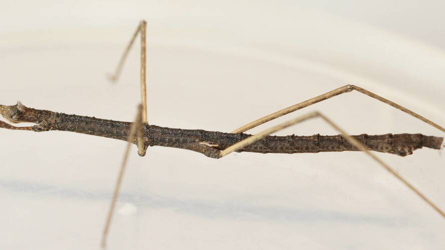 Rough Pachymorpha Stick Insect (Pachymorpha squalida)