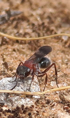 Small Red Spider Wasp (Psoropempula sp)