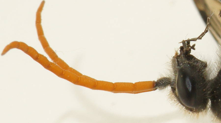 Large Yellow-antennae Spider Wasp (Fabriogenia sp ES03)