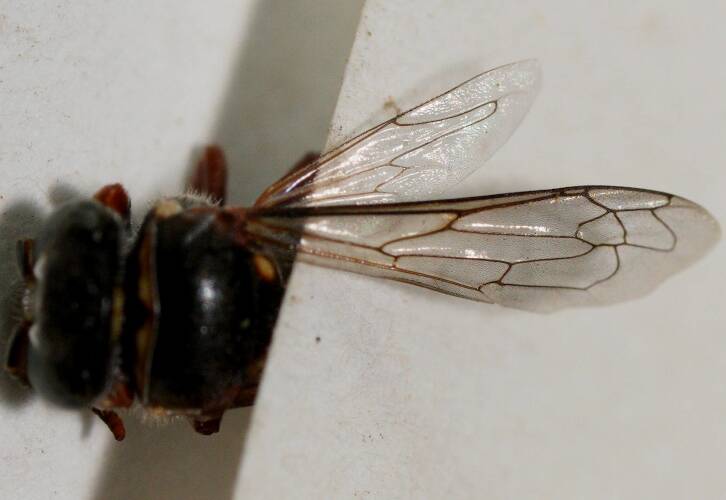 Confusing Sand Wasp (Bembecinus sp ES01)