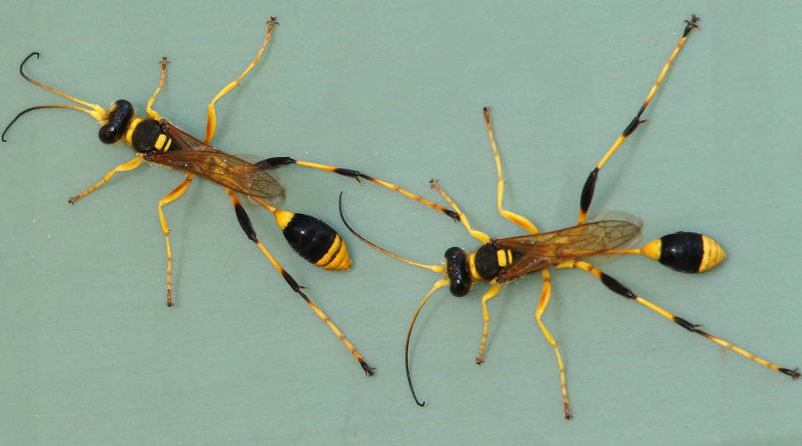 Yellow & Black Mud-dauber Wasp (Sceliphron laetum)