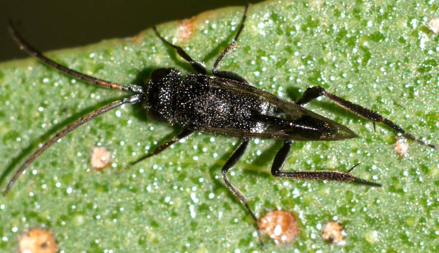 Black Hatchet Wasp (Szepligetiella sp ES01)