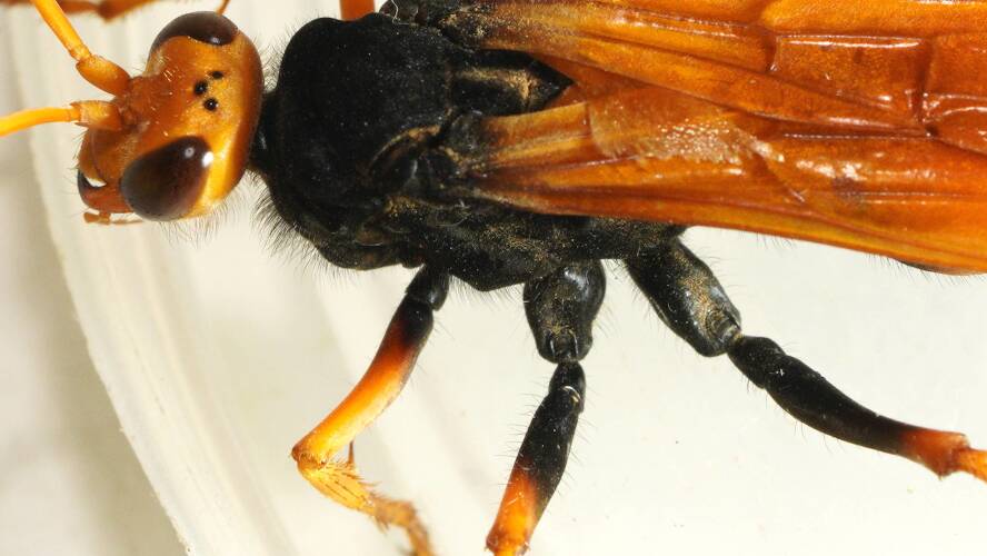 Orange Spider Wasp (Priocnemis tuberculatus)