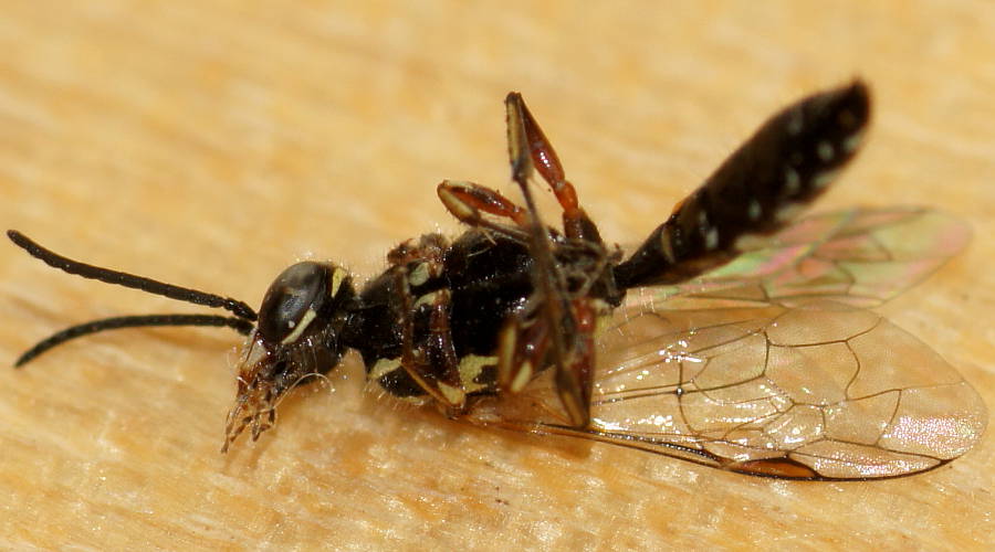 Small Flower Wasp (Aeolothynnus cf sp ES02)