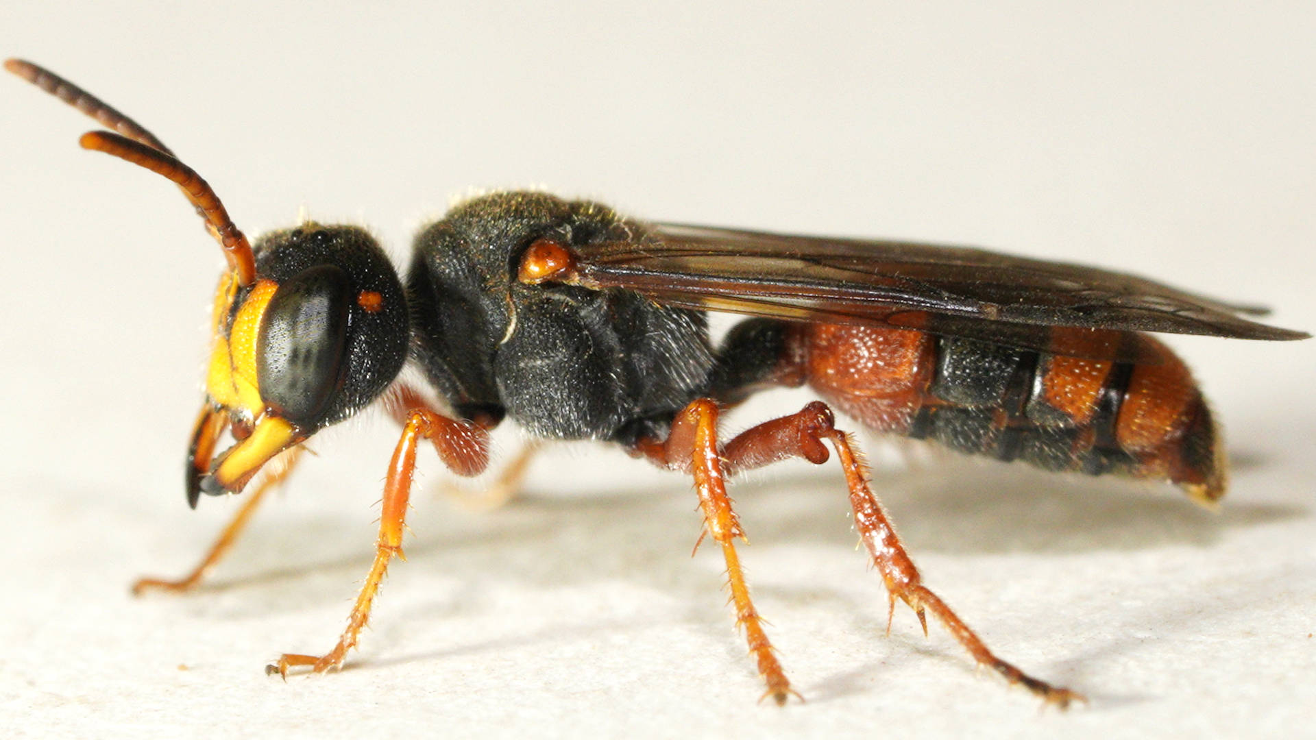 Orange Weevil Wasp (Cerceris sp ES03)