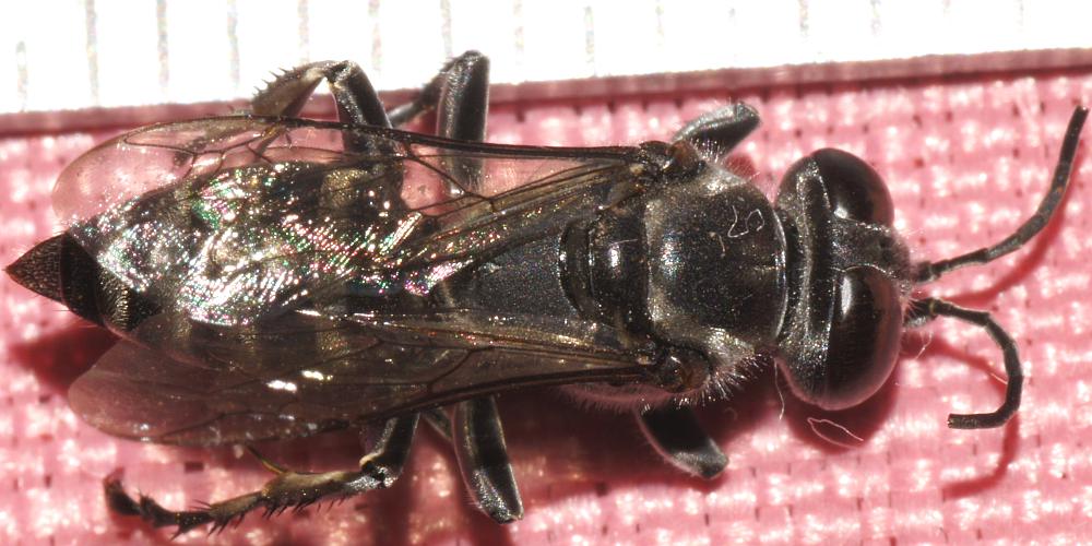 Black Sand-dauber Wasp (Crabronidae sp)