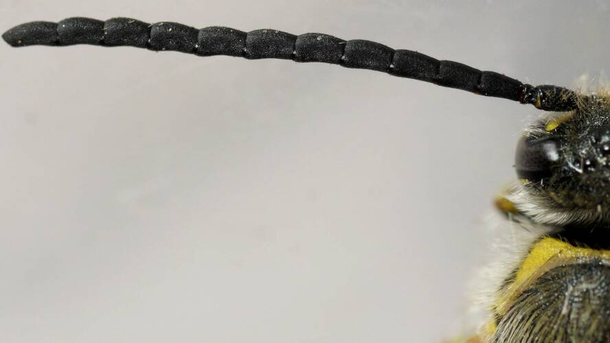 Robust Scarab Wasp (Pseudotrielis flavidula)