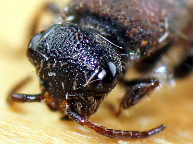 Badge Velvet Ant (Ephutomorpha maculata)
