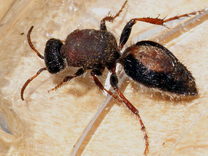 Badge Velvet Ant (Ephutomorpha maculata)
