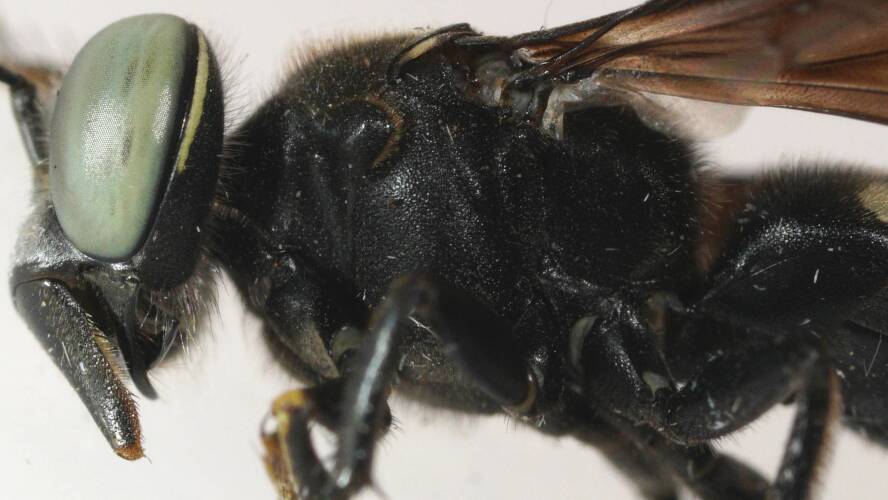 Silver-faced Black Sand Wasp (Bembix sp ES09)