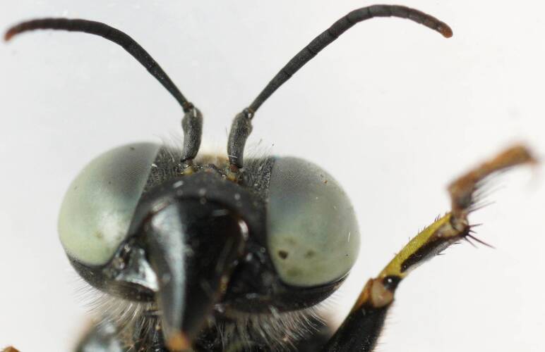 Silver-faced Black Sand Wasp (Bembix sp ES09)