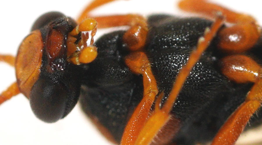 Ringtail Ichneumon Wasp (Metopius sp ES02)
