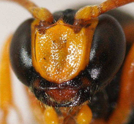Ringtail Ichneumon Wasp (Metopius sp ES02)