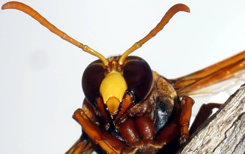 Large Mud-nesting Wasp (Abispa ephippium)