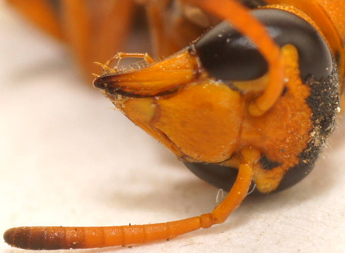 Small Mud-nesting Wasp (Euodynerus cf sp ES01)