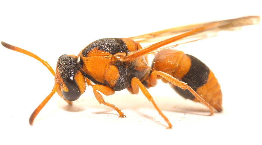 Small Mud-nesting Wasp (Euodynerus cf sp ES01)