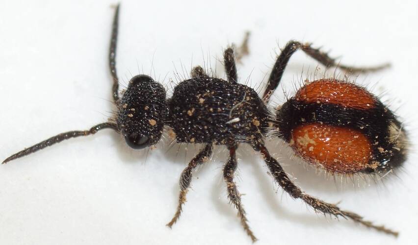 Orange-banded Velvet Ant (Dasymutillini sp ES05)