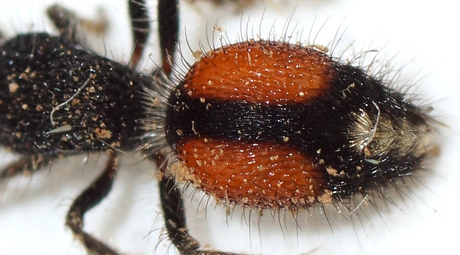 Orange-banded Velvet Ant (Dasymutillini sp ES05)